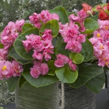 Бегония вечноцветущая махровая Фиона Роуз [250 драже] - ООО «Семена Тут»