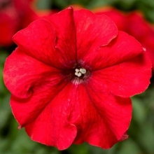 Петуния грандифлора Дувет Ред [100 драже] - ООО «Семена Тут»