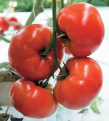Томат Баловень F1 - ООО «Семена Тут»