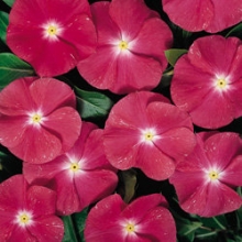 Катарантус Хитвэйв Черри [1000 шт] - ООО «Семена Тут»