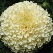 Бархатцы прямостоячие Ванилла F1 [250 шт] - ООО «Семена Тут»