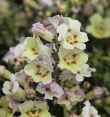 Львиный зев Антиквити Лемон [1000 шт] - ООО «Семена Тут»