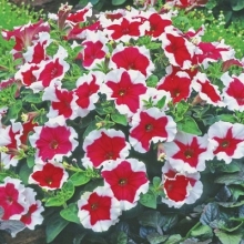 Петуния мультифлора Кэнди Пикоти Ред [1000 драже] - ООО «Семена Тут»