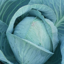 Капуста белокочанная Блоктор F1 - ООО «Семена Тут»