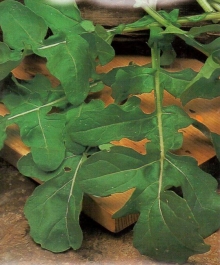 Рукола Рококо дикая - ООО «Семена Тут»