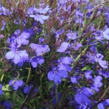 Лобелия эринус Хрустальный дворец - ООО «Семена Тут»