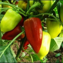 Перец Ласточка - ООО «Семена Тут»