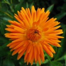 Календула махровая Радио - ООО «Семена Тут»