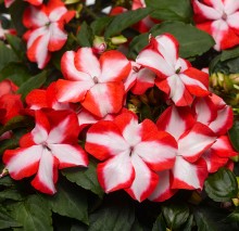 img-1: Бальзамин Акцент Премиум Оранж Стар [1000 шт] - ООО «Семена Тут»