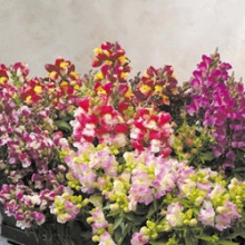 Львиный зев Флорал Шауэрс F1 Биколор Микс [5000 шт] - ООО «Семена Тут»