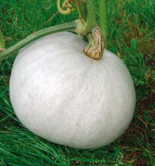 img-1: Тыква Волжская серая 92 - ООО «Семена Тут»