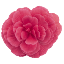 Бегония клубневая Нонстоп Мокка Лайт Пинк Шейдес [500 драже] - ООО «Семена Тут»