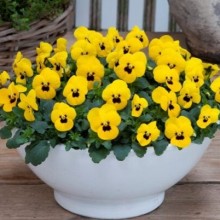 Виола рогатая Флорал Пауэр F1 Еллоу Блотч [1000 шт] - ООО «Семена Тут»