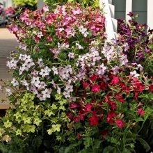 Табак Сандер Парфюм Микс [1000 драже] - ООО «Семена Тут»