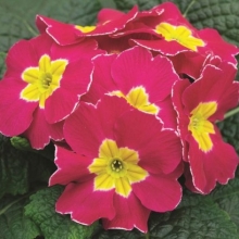 Примула Орион Роуз Фрост [250 шт] - ООО «Семена Тут»