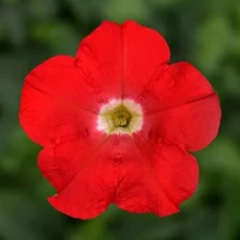 Петуния миллифлора Флэш Форвард Ред [100 драже] - ООО «Семена Тут»