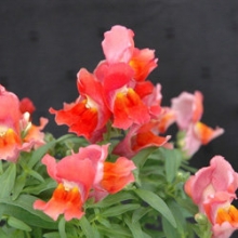 img-1: Львиный зев Флорал Шауэрс Дип Бронз [100 шт] - ООО «Семена Тут»