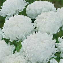 Астра пионовидная Снежная Красавица - ООО «Семена Тут»