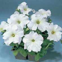 Петуния мультифлора Май Лав Вайт [100 драже] - ООО «Семена Тут»