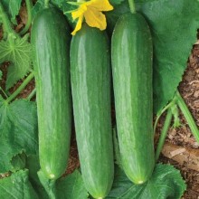 Огурец Фауст F1 - ООО «Семена Тут»