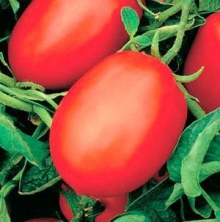 Томат Улиссе F1 - ООО «Семена Тут»