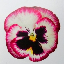 Виола крупноцветковая Колоссус Роуз Медли [1000 шт] - ООО «Семена Тут»