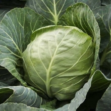 Капуста белокочанная Графиня F1 - ООО «Семена Тут»
