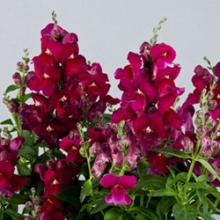 Львиный зев Флорал Шауэрс Парпл [100 шт] - ООО «Семена Тут»