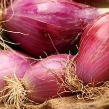 Лук шалот Стиляга - ООО «Семена Тут»