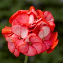 Пеларгония зональная Маверик Скарлет Пикоти [100 шт] - ООО «Семена Тут»