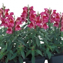 Львиный зев Флорал Шауэрс Фуксия  [1000 шт] - ООО «Семена Тут»