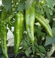 Перец Кортик острый - ООО «Семена Тут»