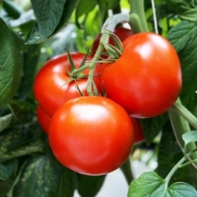 Томат Тореро F1 - ООО «Семена Тут»