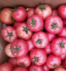 Томат Пинк Хит F1 - ООО «Семена Тут»