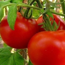 Томат Чирчик  F1 - ООО «Семена Тут»