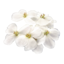 img-1: Арабис кавказский Кэтвок Вайт [1000 драже] - ООО «Семена Тут»