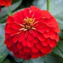 Цинния Джульетта Скарлет Шейдес [1000 шт] - ООО «Семена Тут»