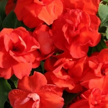 Бальзамин махровый Афина Оранж [250 шт] - ООО «Семена Тут»