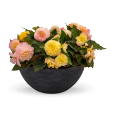 img-2: Бегония клубневая Нонстоп Пич Шейдес [100 драже] - ООО «Семена Тут»