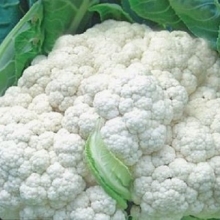Капуста цветная Миньон F1 - ООО «Семена Тут»