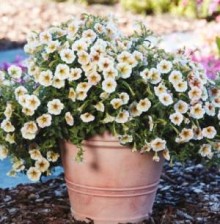 img-1: Петуния мультифлора Ингрид [1000 драже] - ООО «Семена Тут»