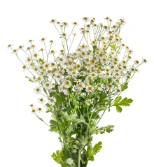 img-1: Пиретрум Кампань [100 драже] - ООО «Семена Тут»