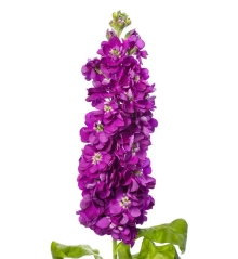 img-1: Маттиола Джордин Дип Блю [100 шт] - ООО «Семена Тут»