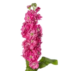 img-1: Маттиола Джордин Дип Роуз [100 шт] - ООО «Семена Тут»