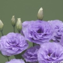 Эустома Арена 3 Лавендер [100 драже] - ООО «Семена Тут»