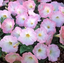 Петуния гибридная Трилоджи Салмон Морн [100 драже] - ООО «Семена Тут»