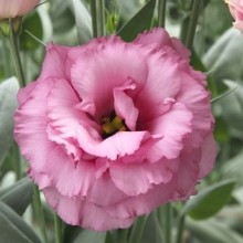 Эустома Арена 3 Роуз [100 драже] - ООО «Семена Тут»