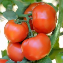 Томат Сагатан F1 - ООО «Семена Тут»
