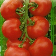 Томат Айваз 331 F1 - ООО «Семена Тут»