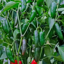 Перец острый Альпака F1 - ООО «Семена Тут»